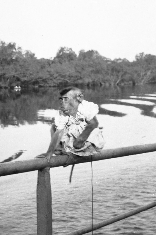 La scimmia Merdeka sulla nave cisterna Pianeta 1957