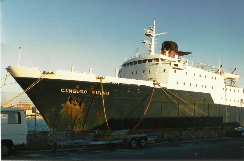 Canguro Fulvo