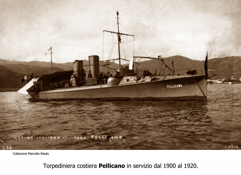 Pellicano